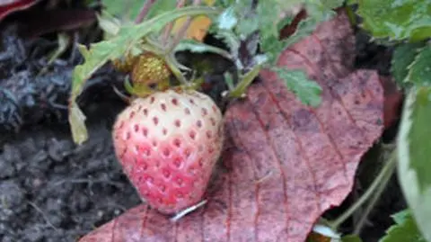 Dolnośląskie truskawki nie czują jesieni. "To nie ma sensu biologicznego"