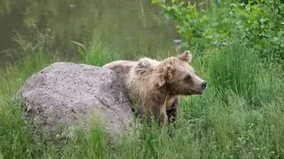 Niedźwiedzia zauważono w lasach przy Ludwikowicach Śląskich