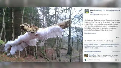 Lód jak włosy w Parku Narodowym Loch Lomond and the Trossachs