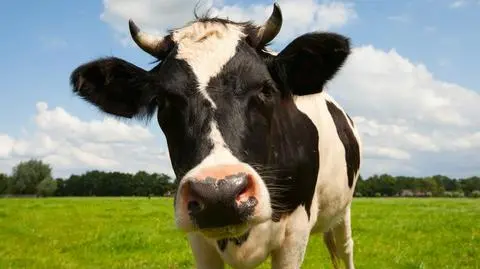 Im dłużej krowa leży, tym większe prawdopodobieństwo, że wstanie