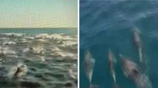 Delfiny u wybrzeży Kalifornii