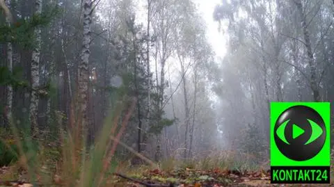 Mgły, deszcz i rykowisko jeleni