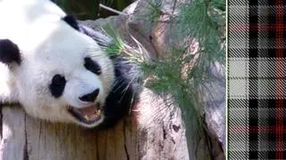 Klan pand ze szkockiego zoo ma swoją kratę