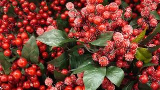 Jak pogoda jest typowa dla Bożego Narodzenia?