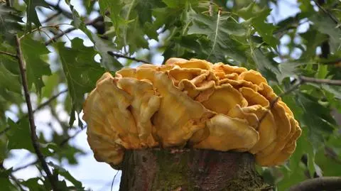 Żółciak siarkowy Laetiporus sulphureus