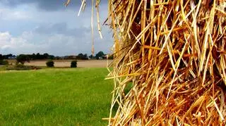 Sianokosom sprzyja mocne słońce