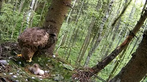 Płoska, Supraśl i pisklę w sieci. Podejrzyj orlika