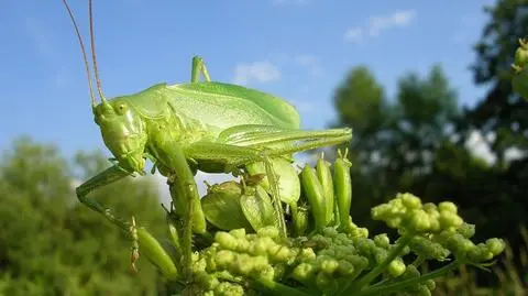 Aktualnie czytasz: Oko w oko z insektem i zającem