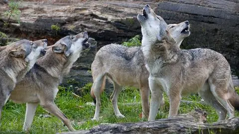 Warszawa Łódź i Kraków wyją dla wilka. Finał 8. edycji Godziny dla Ziemi