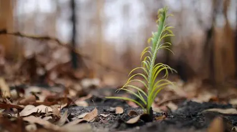 Milion gatunków na świecie jest obecnie zagrożonych wyginięciem