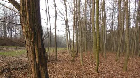 Pochmurny dzień