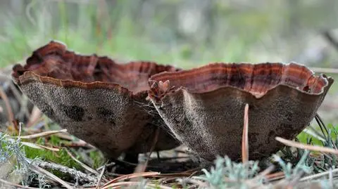 Stułka piaskowa Coltricia perennis