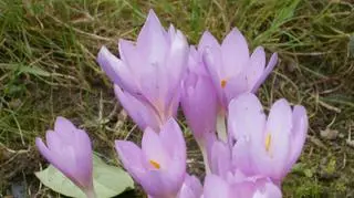 Zimowit jesienny to oznaka jesieni