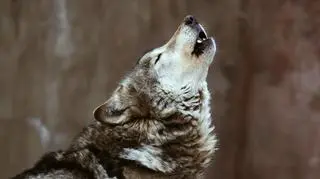 Wesprzyj ochronę wilka