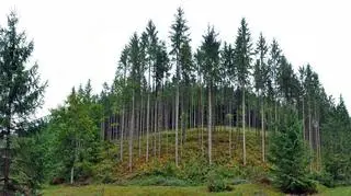 Kanadyjski las borealny