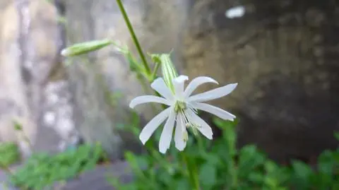 Potomkowie prehistorycznej Lepnicy rosną na Syberii do dziś