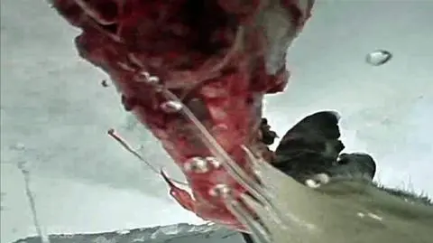 Naukowcy założyli kamery czterem samicom niedźwiedzia polarnego 