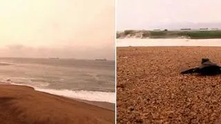 Na plażę wyszło kilka tysięcy żółwi