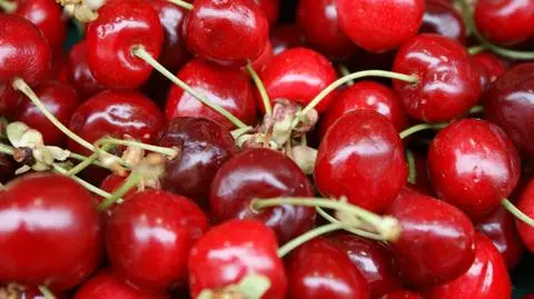 Deszcze zniszczyły czereśnie