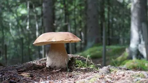 Jak zbierać i jak rozpoznawać grzyby. Poradnik