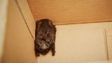 Nietoperz się obudził. Groziło mu śmiertelne niebezpieczeństwo