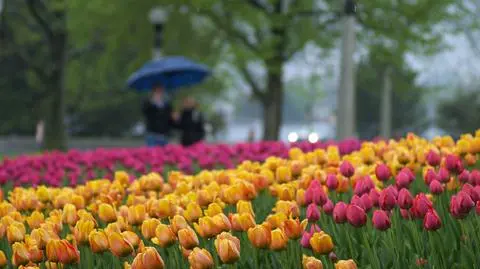 Wtorek będzie gdzieniegdzie deszczowy