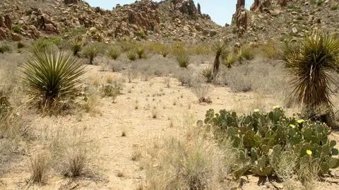 Uśpione nasiona roślin. Przetrwają każdą suszę