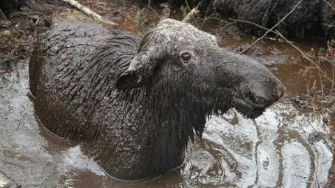 "Topi się łoś, proszę o pomoc!" Heroiczna walka o życie Brygi