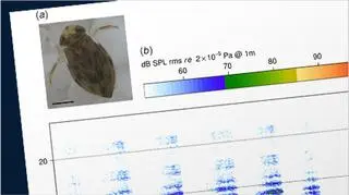 Oto wioślak - najgłośniejszy owad świata