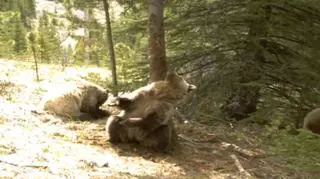 Tańczące niedźwiedzie