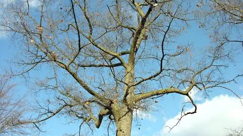 Atlantycki wyż ma nam zapewnić więcej przejaśnień