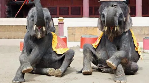 Męczona słonica uciekła z cyrku i zabiła pierwszego człowieka na swojej drodze