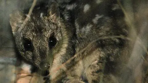 Niełaz północny jest gatunkiem zagrożonym