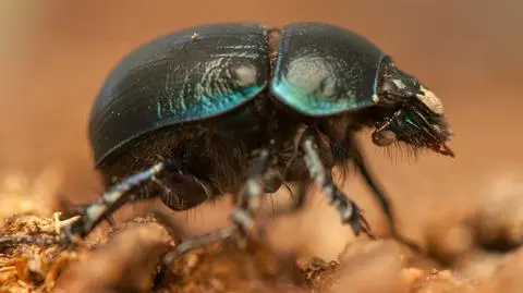 Podwójny "antynobel" za badania nad żukiem, który wypatruje Drogi Mlecznej