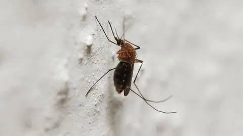 Komar brzęczący jest naszą tegoroczną zmorą