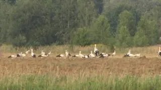 Bociani sejmik w Pustkowie