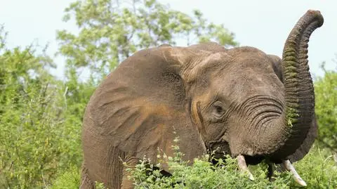 Słoń zrozumie, kiedy pokazać mu coś palcem