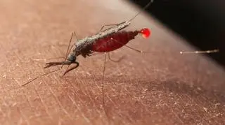 Malarię przenoszą samice komarów z rodzaju Anopheles