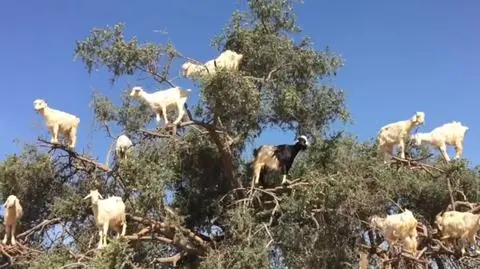 Kozie drzewa w Maroku