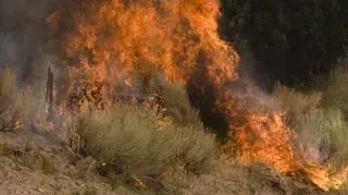 Płoną lasy na jednej z chorwackich wysp