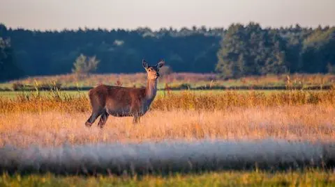 Jak jelenie "wygryzły" sarny ze Słowińskiego Parku Narodowego