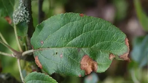 Komunikat dla alergików