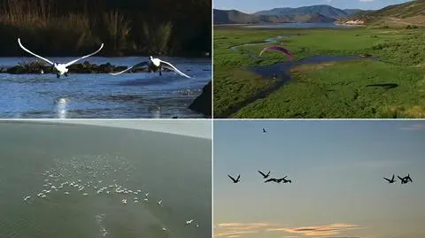 Trwa akcja "Flight of the Swans"
