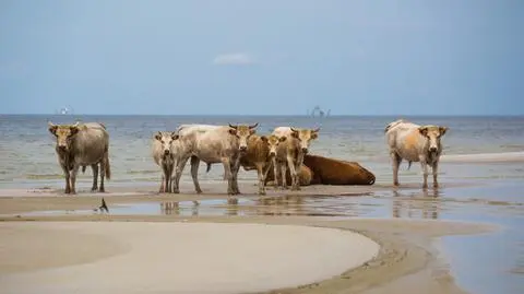 Przeżyły spotkanie z huraganem 