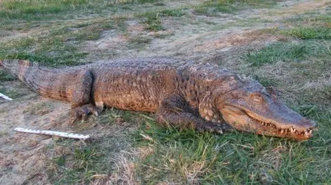 Wędkarz wyłowił z Warty krokodyla