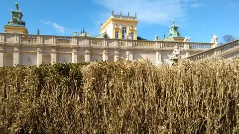 Ćmy bukszpanowe niszczą ogrody Pałacu w Wilanowie
