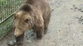 Niedźwiedź Martinel zapowiada koniec zimy