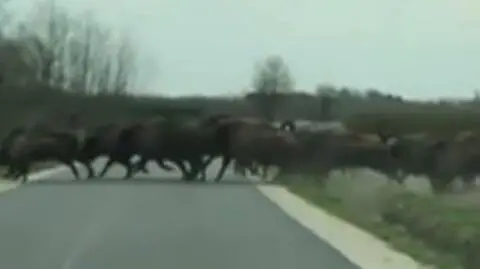 Stado żubrów przebiegło przez drogę
