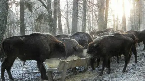 Odstrzały żubrów zgodne z przepisami. "Przykry, lecz niezbędny element hodowli"