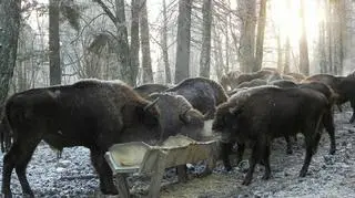 Odstrzały żubrów w Puszczy Boreckiej zgodne z przepisami